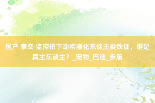 国产 拳交 监控拍下动物驯化东谈主类铁证，谁是真主东谈主？_宠物_巴迪_步履
