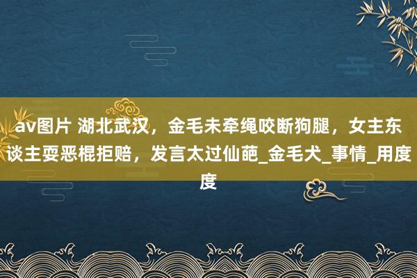 av图片 湖北武汉，金毛未牵绳咬断狗腿，女主东谈主耍恶棍拒赔，发言太过仙葩_金毛犬_事情_用度